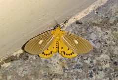 Asota plaginota
