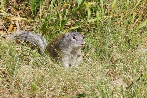 Franklin's Ground Squirrel