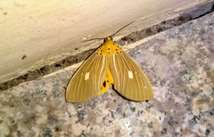 Asota plaginota