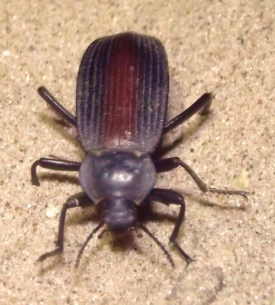 Redbacked Darkling Beetle (Bugs of Cheyenne Mountain State Park