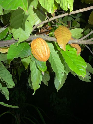Theobroma cacao
