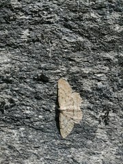 Gnophini