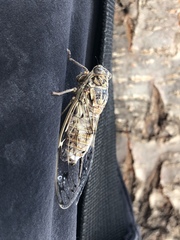 Cicada mordoganensis