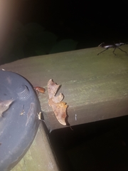 Oberthueria caeca