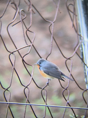 Kashmir Flycatcher (Ficedula subrubra), photo 9