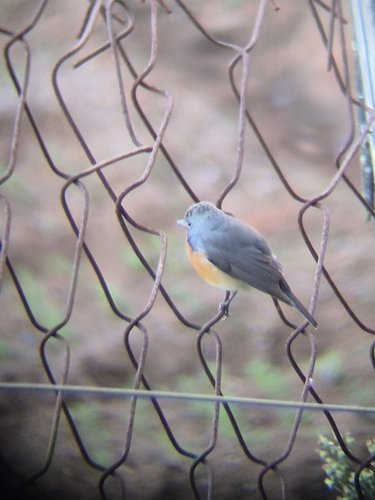 Kashmir Flycatcher (Ficedula subrubra), photo 4