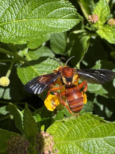 Rhathymus unicolor