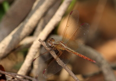 Neurothemis intermedia