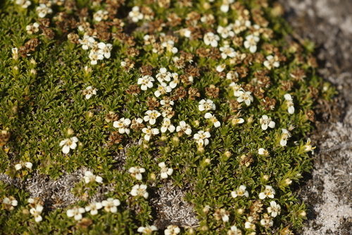 Image of Nassauvia gaudichaudii by no rights reserved
