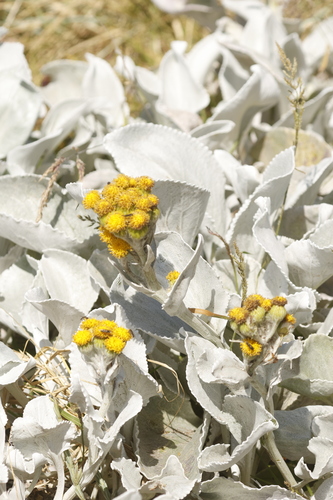 Image of Senecio Candidans (Senecio candidans) by no rights reserved