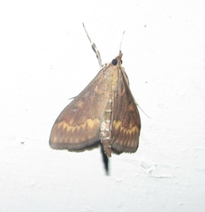 Ostrinia