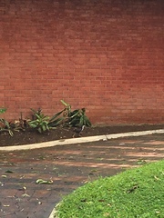 Amaurornis phoenicurus