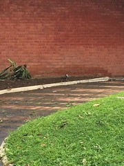 Amaurornis phoenicurus