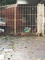 Amaurornis phoenicurus