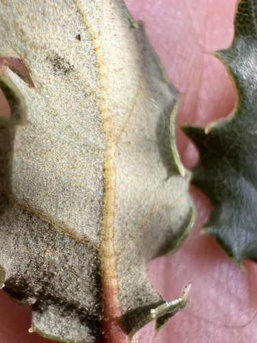 Quercus berberidifolia x cornelius-mulleri