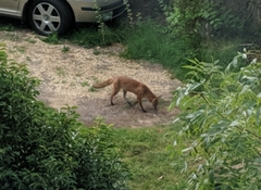 Vulpes vulpes