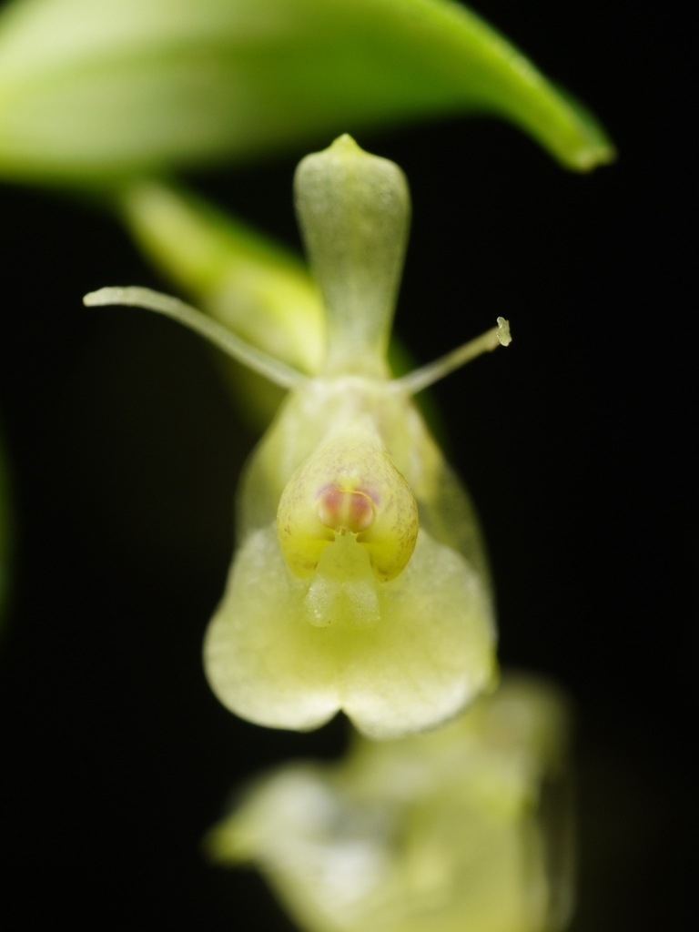 Epidendrum leonorae