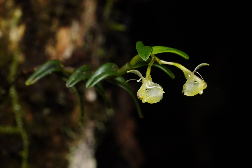 Epidendrum leonorae Hágsater, O.Pérez & E.Santiago 2