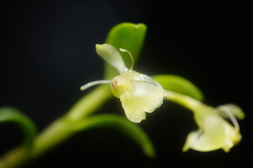 Epidendrum leonorae Hágsater, O.Pérez & E.Santiago 3