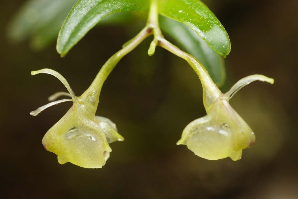 Epidendrum leonorae Hágsater, O.Pérez & E.Santiago 4
