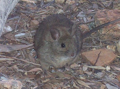 Greater Stick-Nest Rat