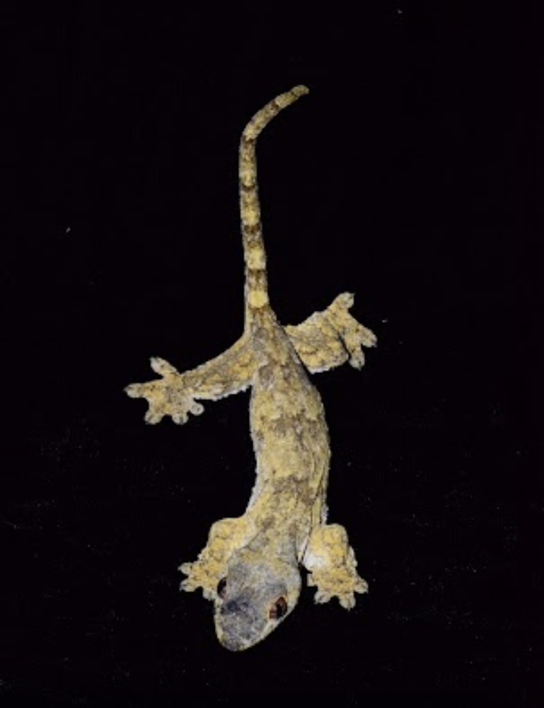 Panay Flap-Legged Gecko