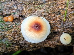 Filoboletus