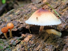 Filoboletus