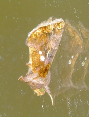 Argyrogramma verruca