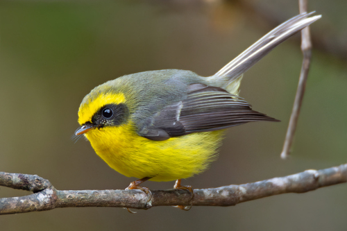 Chelidorhynx