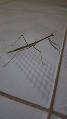 Phasmomantis sumichrasti