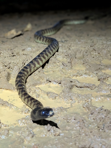 Black-headed Python sighting