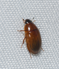 Cymbiodyta bifidus