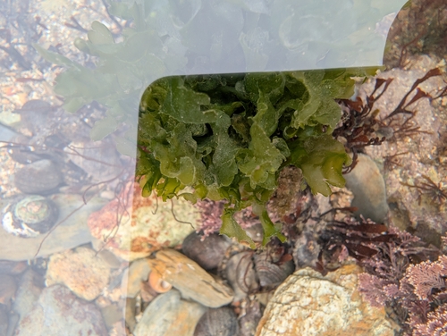 Image of Ulva rigida by (c) Gavin Jones, some rights reserved (CC BY)