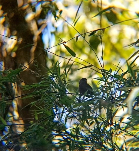Blue Seedeater (Amaurospiza concolor), photo 4