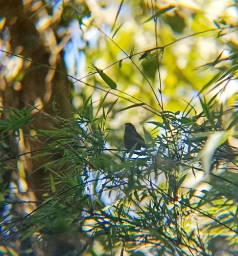 Blue Seedeater (Amaurospiza concolor), photo 2