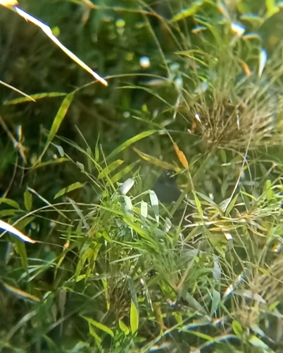Blue Seedeater (Amaurospiza concolor), photo 8