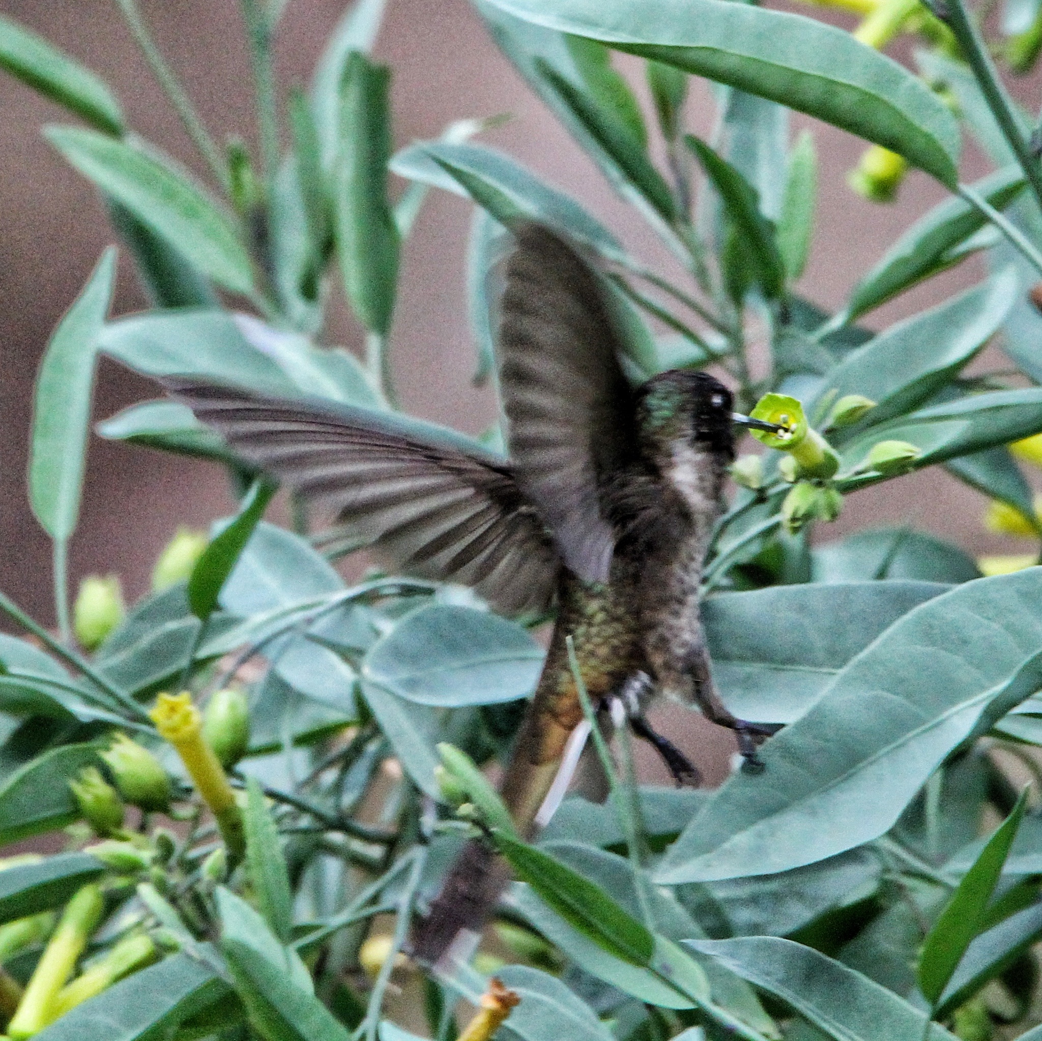 Bearded Mountaineer (Oreonympha nobilis), photo 1
