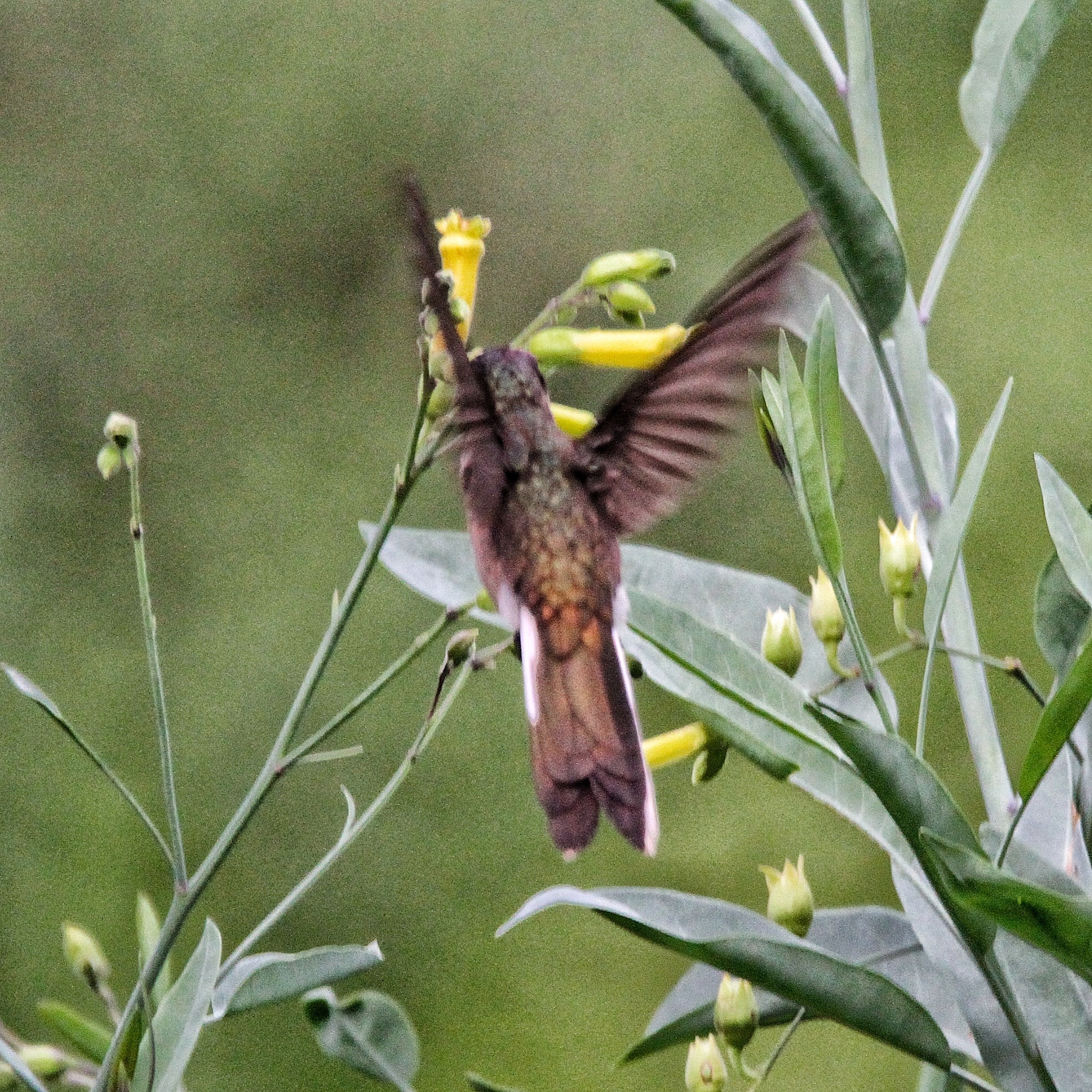Bearded Mountaineer (Oreonympha nobilis), photo 2