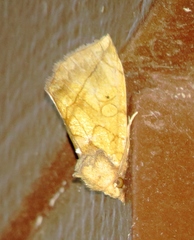 Basilodes pepita