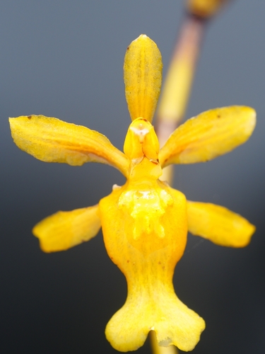 Oncidium chrysomorphum, photograph 5
