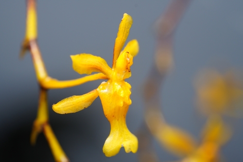 Oncidium chrysomorphum, photograph 6