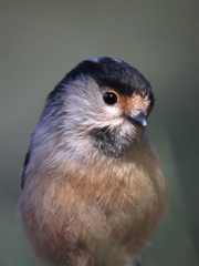 Silver-Throated Bushtit photo 4