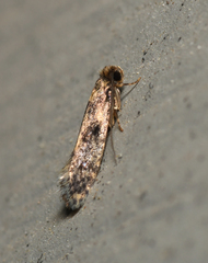 Niditinea fuscella