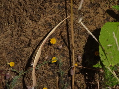 Crotalaria filipes