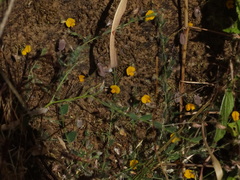 Crotalaria filipes