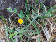 Crotalaria filipes