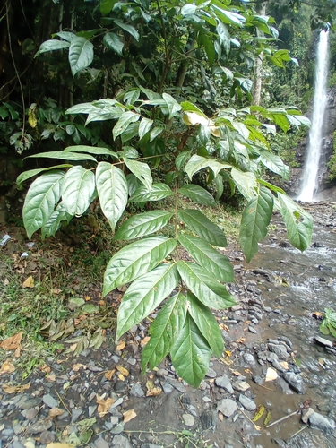 Pseudospondias microcarpa, photograph 1