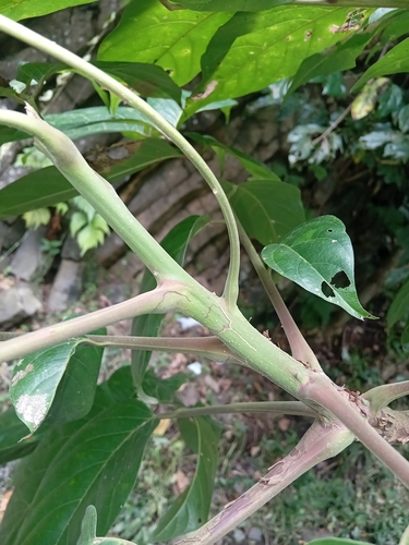 Pseudospondias microcarpa, photograph 2