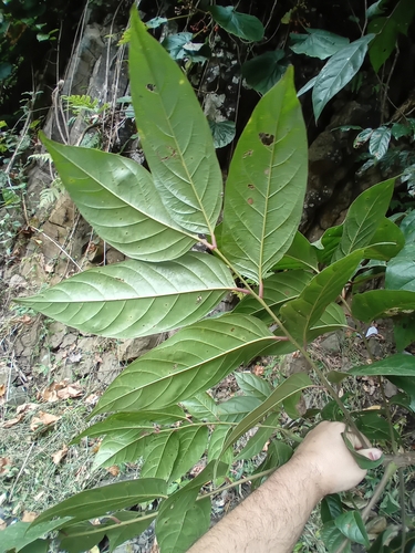 Pseudospondias microcarpa, photograph 3